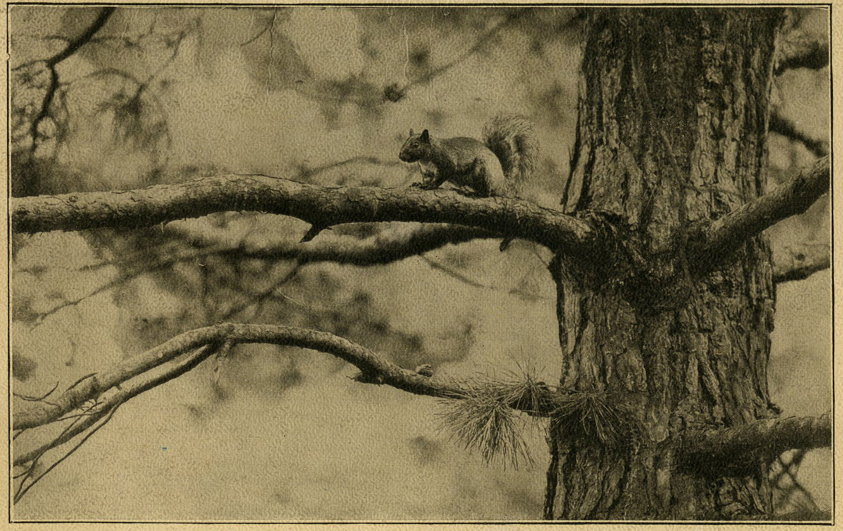 Squirrel in tree, circa 1912